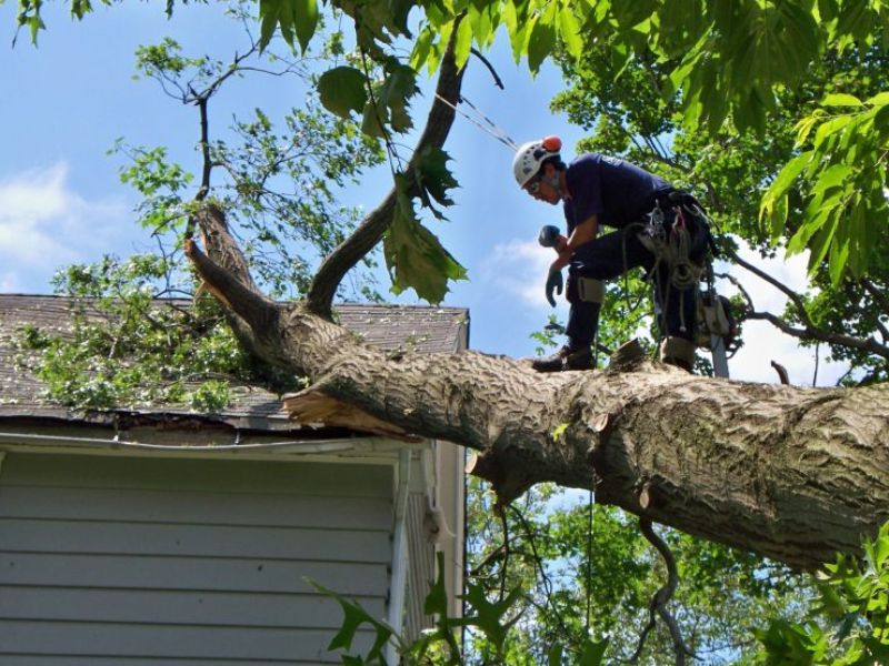 Tree Removal Compliance Officer Jobs